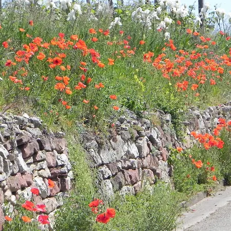 Nid De Cigognes * Rosheim