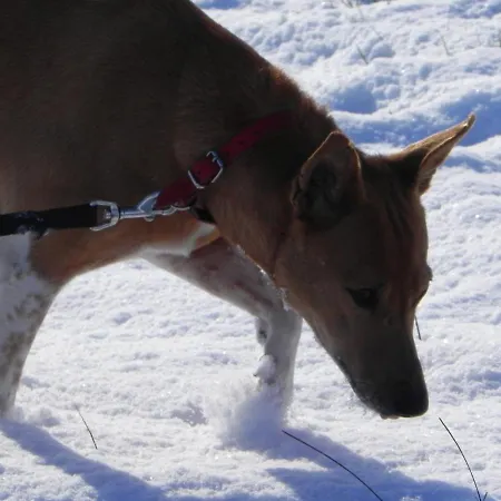 Nid De Cigognes Apartament