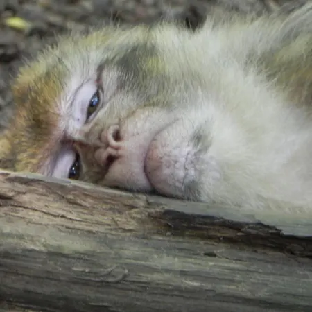 Nid De Cigognes Apartament