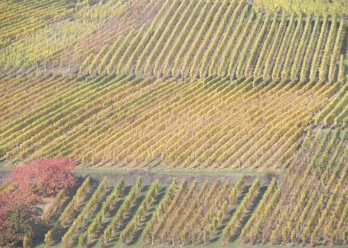 Nid De Cigognes